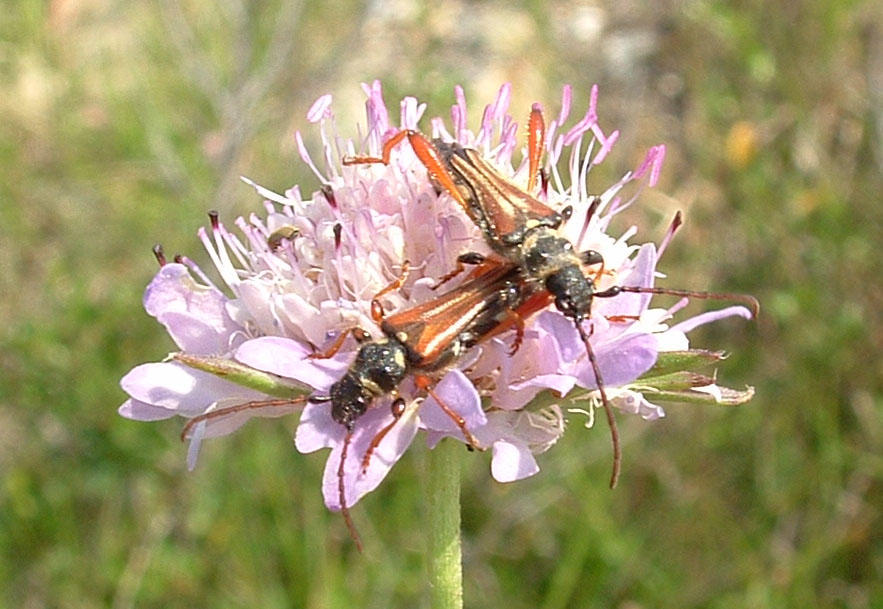 Zygaena lavandulae e Stenopterus